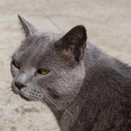 Casa Pilli Appartement Guarene