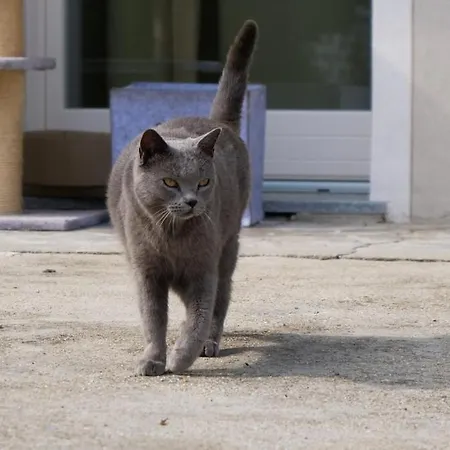 Casa Pilli Apartment *